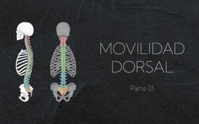 Movilidad dorsal: ejercicios sencillos para cuidar tu columna